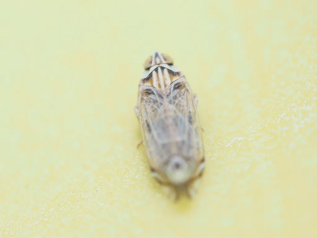 Haplaxius mojavensis - photo 2