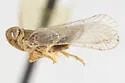 Haplaxius neopusillus
