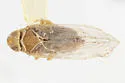 Haplaxius neopusillus - photo 2