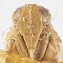 Haplaxius neopusillus - photo 3