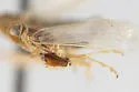 Haplaxius neopusillus - photo 4