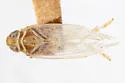 Haplaxius neopusillus - photo 5