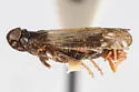 Haplaxius nevadensis