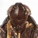 Haplaxius nevadensis - photo 3
