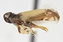 Haplaxius nevadensis - photo 4