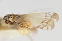 Haplaxius nigrifrons