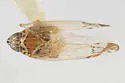 Haplaxius nigrifrons - photo 2