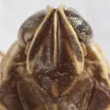 Haplaxius nigrifrons - photo 3