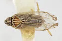 Haplaxius nigrifrons - photo 4