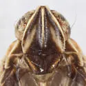 Haplaxius nigrifrons - photo 5