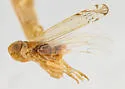 Haplaxius nolinus