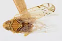 Haplaxius nolinus - photo 2