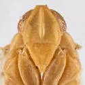 Haplaxius nolinus - photo 3