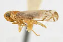 Haplaxius nolinus - photo 4
