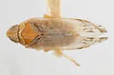 Haplaxius nolinus - photo 5