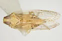 Haplaxius occidentalis