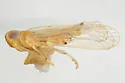 Haplaxius occidentalis - photo 2