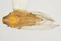 Haplaxius occidentalis - photo 3