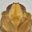Haplaxius occidentalis - photo 4