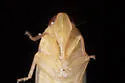 Haplaxius ovatus