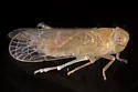 Haplaxius ovatus - photo 2