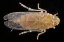 Haplaxius ovatus - photo 3