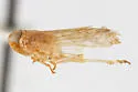 Haplaxius ovatus - photo 4