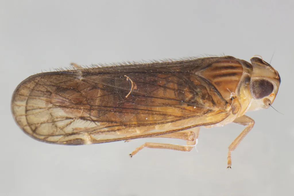 Haplaxius pictifrons - photo 2