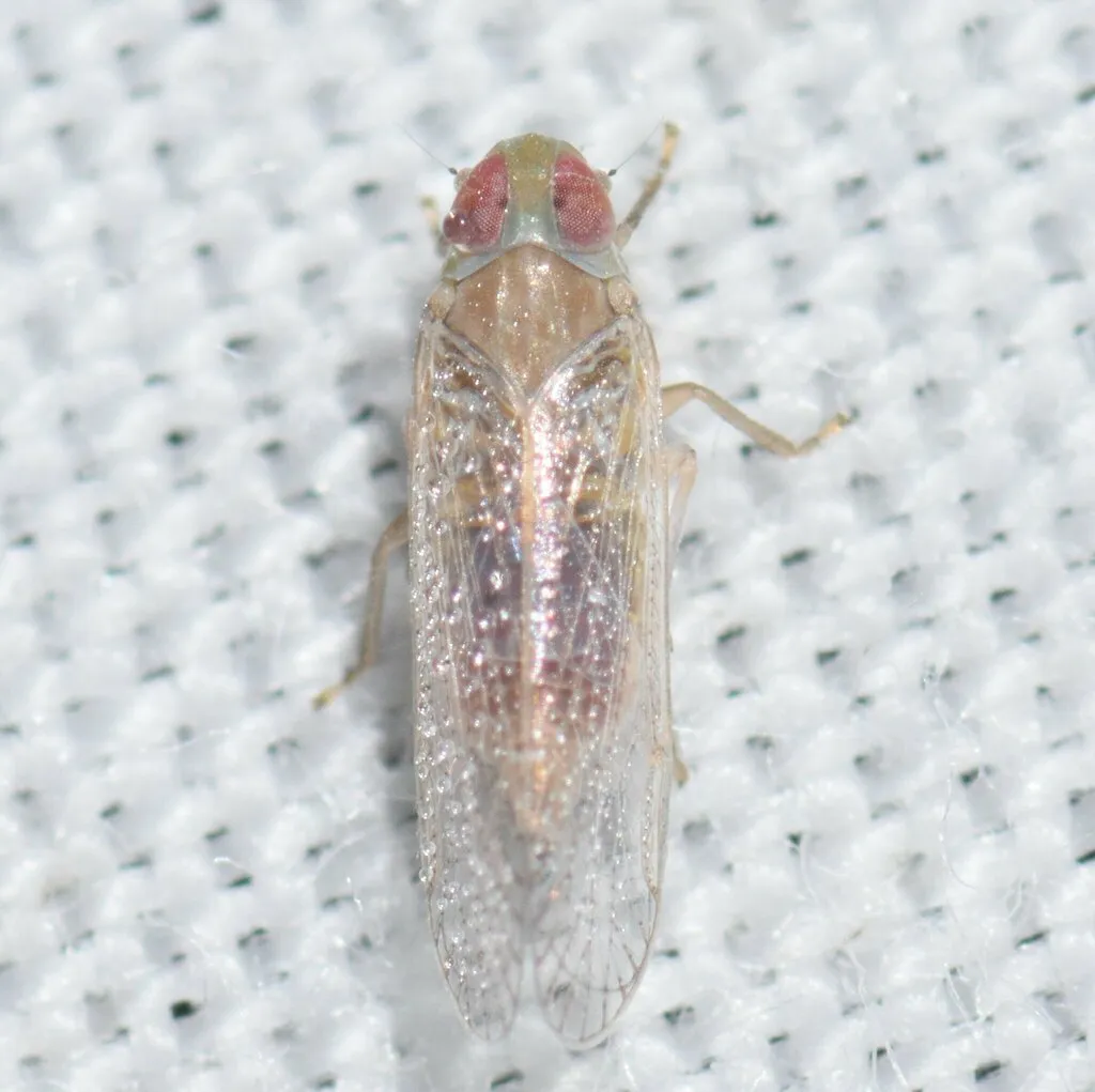 Haplaxius pusillus - photo 2