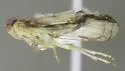 Haplaxius radicis - photo 2