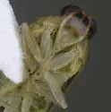 Haplaxius radicis - photo 3
