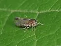 Haplaxius radicis - photo 4