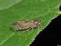 Haplaxius radicis - photo 5