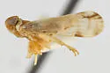 Haplaxius rubidus