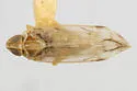 Haplaxius rubidus - photo 2