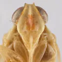 Haplaxius rubidus - photo 3