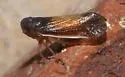 Haplaxius slossonae - photo 3