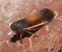 Haplaxius slossonae - photo 4