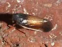 Haplaxius slossonae - photo 5