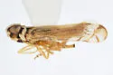 Haplaxius texensis
