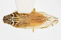 Haplaxius texensis - photo 2