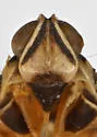 Haplaxius texensis - photo 3
