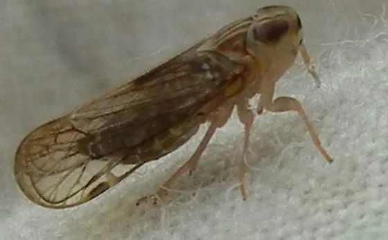 Haplaxius truncatus - photo 2
