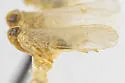 Haplaxius viridicatus