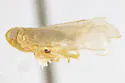 Haplaxius viridicatus - photo 4