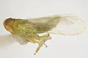 Haplaxius viridis - photo 2
