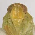 Haplaxius viridis - photo 4