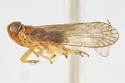 Haplaxius wheeleri