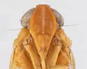 Haplaxius wheeleri - photo 3