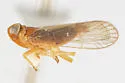 Haplaxius wheeleri - photo 4